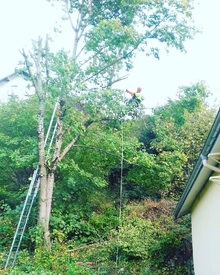 elagage epinal